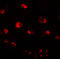 2'-5'-Oligoadenylate Synthetase Like antibody, 7775, ProSci, Immunofluorescence image 