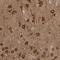 G Protein-Coupled Receptor 61 antibody, NBP1-88716, Novus Biologicals, Immunohistochemistry paraffin image 