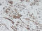 C-X-C Motif Chemokine Ligand 9 antibody, PP1055P1, Origene, Immunohistochemistry paraffin image 