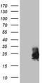 Colony Stimulating Factor 2 antibody, CF808007, Origene, Western Blot image 