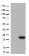 Cancer/Testis Antigen 1B antibody, TA505951AM, Origene, Western Blot image 