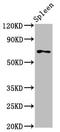 Protein phosphatase Slingshot homolog 3 antibody, LS-C674183, Lifespan Biosciences, Western Blot image 