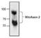 Mitofusin 2 antibody, TA318990, Origene, Western Blot image 