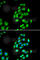 Cysteine desulfurase, mitochondrial antibody, A6668, ABclonal Technology, Immunofluorescence image 