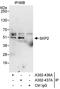 S-Phase Kinase Associated Protein 2 antibody, A302-437A, Bethyl Labs, Immunoprecipitation image 