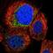 Protein Serine Kinase H2 antibody, NBP1-86459, Novus Biologicals, Immunofluorescence image 