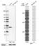 RNA Exonuclease 2 antibody, NBP1-80610, Novus Biologicals, Western Blot image 