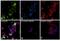 BCL6 Transcription Repressor antibody, PA5-14259, Invitrogen Antibodies, Immunofluorescence image 