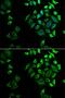 Phospholipase A2 Group IID antibody, GTX65810, GeneTex, Immunofluorescence image 