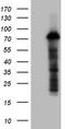ZFP37 Zinc Finger Protein antibody, LS-C792383, Lifespan Biosciences, Western Blot image 