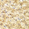 Serine Palmitoyltransferase Long Chain Base Subunit 1 antibody, LS-C334923, Lifespan Biosciences, Immunohistochemistry paraffin image 