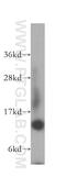 Ribosomal Protein L31 antibody, 16497-1-AP, Proteintech Group, Western Blot image 