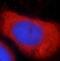Dicer 1, Ribonuclease III antibody, FNab02387, FineTest, Immunofluorescence image 