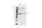 Proto-oncogene tyrosine-protein kinase Yes antibody, 65890S, Cell Signaling Technology, Western Blot image 