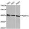 DNA-directed RNA polymerases I and III subunit RPAC1 antibody, MBS125464, MyBioSource, Western Blot image 
