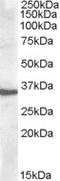 Apolipoprotein F antibody, LS-B6477, Lifespan Biosciences, Western Blot image 