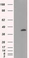 Mitochondrial Translational Release Factor 1 Like antibody, TA501030, Origene, Western Blot image 