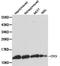 CYCS antibody, LS-C192624, Lifespan Biosciences, Western Blot image 