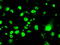 Replication Protein A2 antibody, LS-C114862, Lifespan Biosciences, Immunofluorescence image 