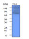 Heat shock protein HSP 90-alpha antibody, AM09018PU-S, Origene, Western Blot image 