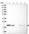 Mitochondrial Ribosomal Protein L12 antibody, PA5-54621, Invitrogen Antibodies, Western Blot image 