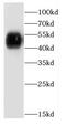 Carboxypeptidase A1 antibody, FNab01260, FineTest, Western Blot image 