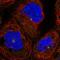 KxDL Motif Containing 1 antibody, HPA041507, Atlas Antibodies, Immunofluorescence image 