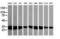 Nipsnap Homolog 2 antibody, M32476-1, Boster Biological Technology, Western Blot image 