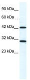 DDX39A antibody, TA341576, Origene, Western Blot image 