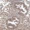Cysteine-rich protein 3 antibody, HPA036198, Atlas Antibodies, Immunohistochemistry frozen image 