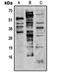 Methyl lysine antibody, orb334776, Biorbyt, Western Blot image 
