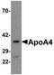 Apolipoprotein A4 antibody, TA326606, Origene, Western Blot image 
