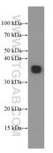 Epstein-Barr Virus Induced 3 antibody, 66354-1-Ig, Proteintech Group, Western Blot image 