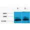 Histone Cluster 4 H4 antibody, LS-C387555, Lifespan Biosciences, Western Blot image 