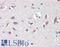 KAP1 antibody, LS-B9919, Lifespan Biosciences, Immunohistochemistry paraffin image 