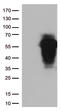 Homeobox protein Hox-A2 antibody, TA812722, Origene, Western Blot image 