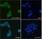 ADAM Metallopeptidase Domain 12 antibody, PA5-18314, Invitrogen Antibodies, Immunofluorescence image 