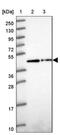 Zinc Finger Protein 852 antibody, NBP2-14804, Novus Biologicals, Western Blot image 