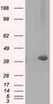 Pleckstrin antibody, TA500900, Origene, Western Blot image 