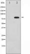 PHF-tau antibody, TA325666, Origene, Western Blot image 