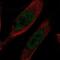 Protein IMPACT antibody, NBP1-86221, Novus Biologicals, Immunocytochemistry image 