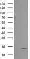 Melan-A antibody, LS-C174643, Lifespan Biosciences, Western Blot image 