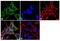 Dyn3 antibody, GTX23458, GeneTex, Immunocytochemistry image 