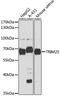 Tripartite Motif Containing 25 antibody, 14-708, ProSci, Western Blot image 