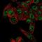 Rh Family B Glycoprotein (Gene/Pseudogene) antibody, PA5-65338, Invitrogen Antibodies, Immunofluorescence image 