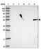 Family With Sequence Similarity 153 Member B antibody, NBP2-46698, Novus Biologicals, Western Blot image 
