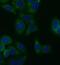 Fumarate Hydratase antibody, FNab03106, FineTest, Immunofluorescence image 