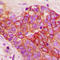 Integrin Subunit Beta 1 antibody, LS-C358795, Lifespan Biosciences, Immunohistochemistry frozen image 