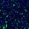 Golgin A5 antibody, PA5-51495, Invitrogen Antibodies, Immunofluorescence image 