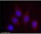 DNA Damage Regulated Autophagy Modulator 1 antibody, NBP2-50379, Novus Biologicals, Immunocytochemistry image 